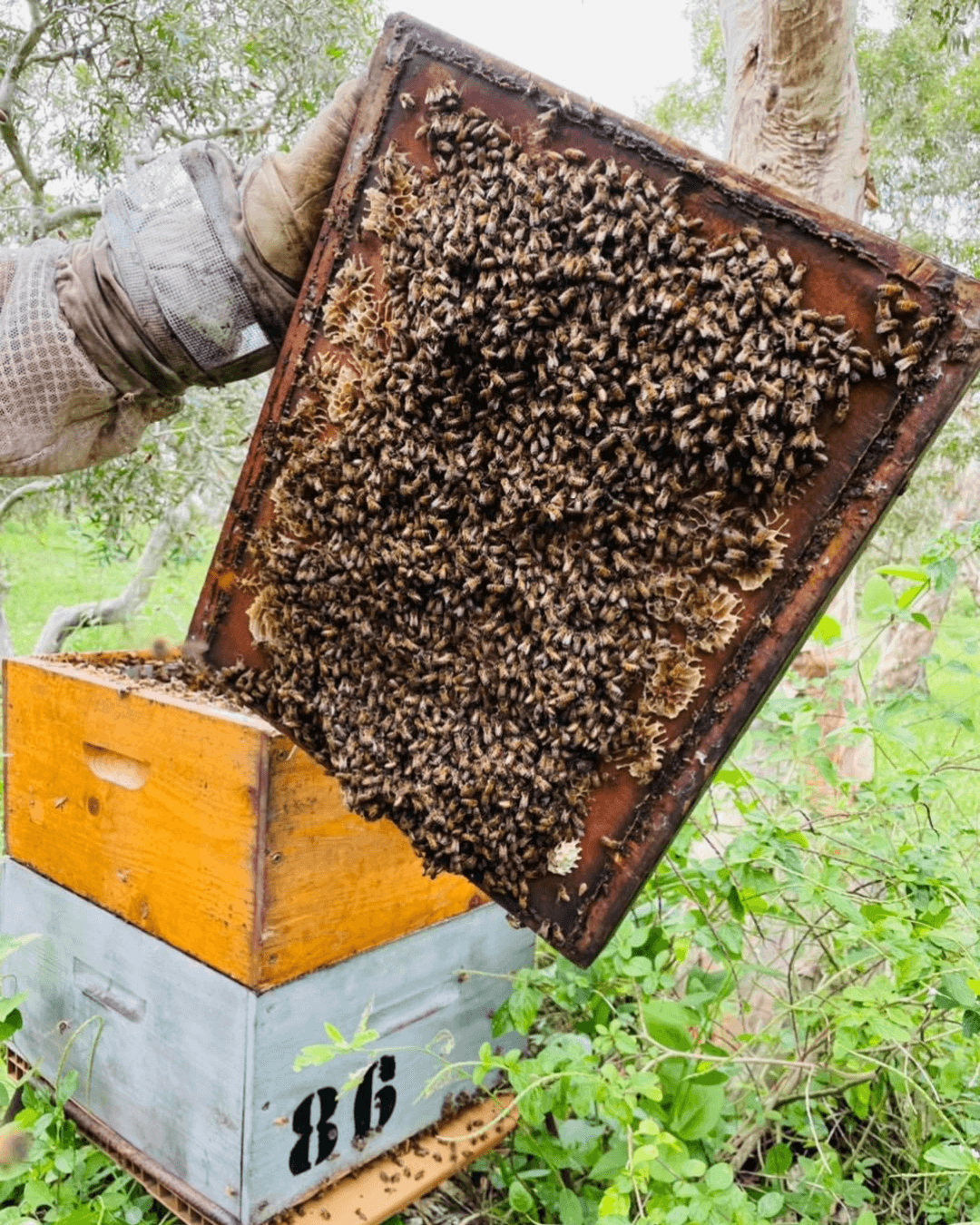 Inspection d’une ruche ouverte à Ouégoa