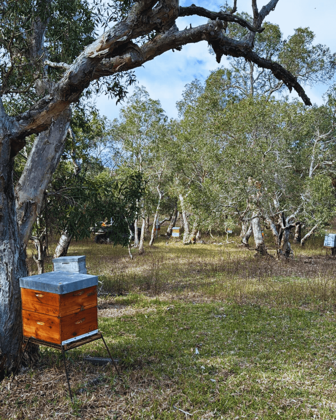 Rucher familial à Ouégoa en Nouvelle-Calédonie