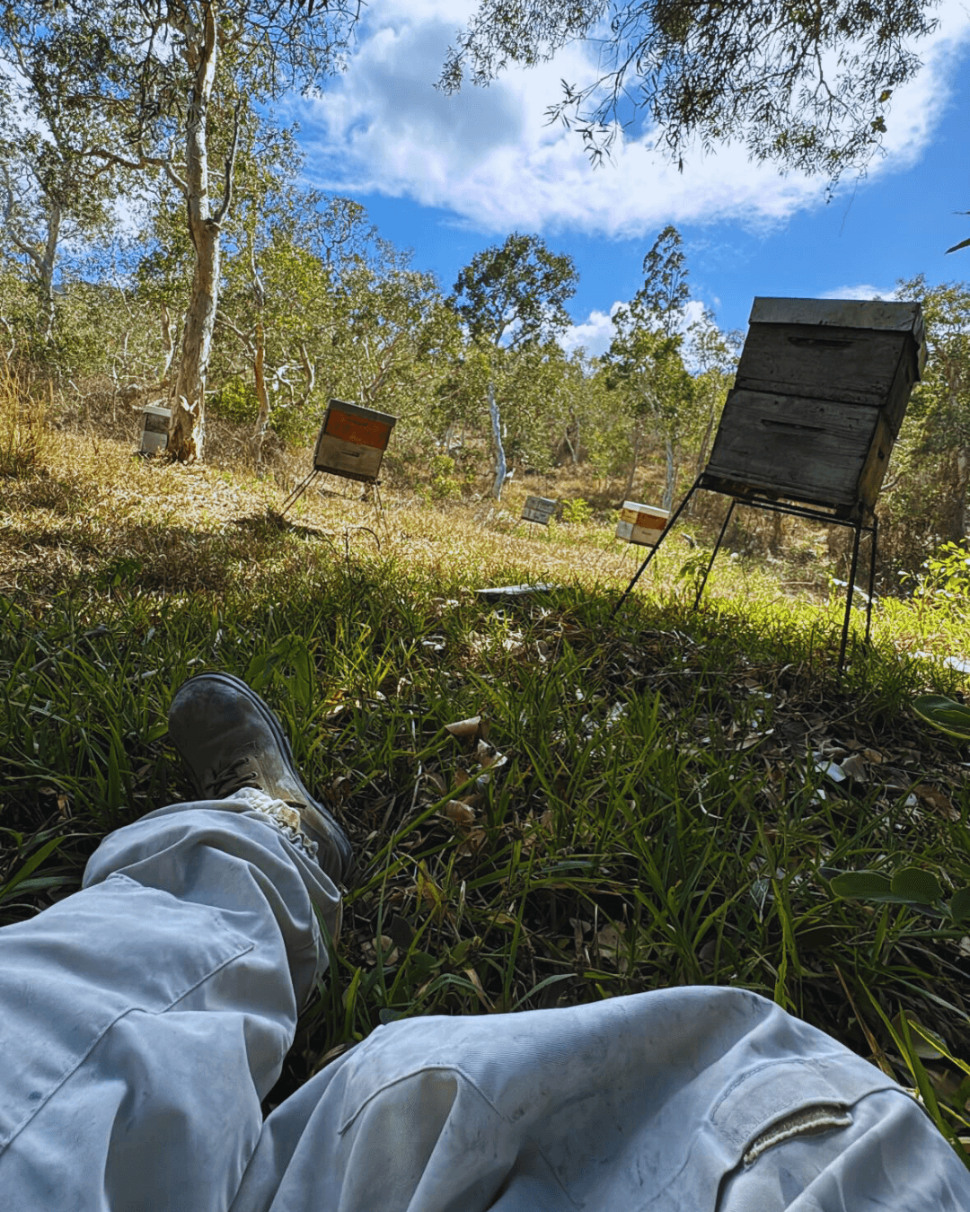 Rucher familial à Ouégoa en Nouvelle-Calédonie