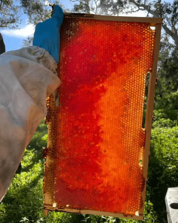 Cadre de ruche operculé prêt pour l’extraction
