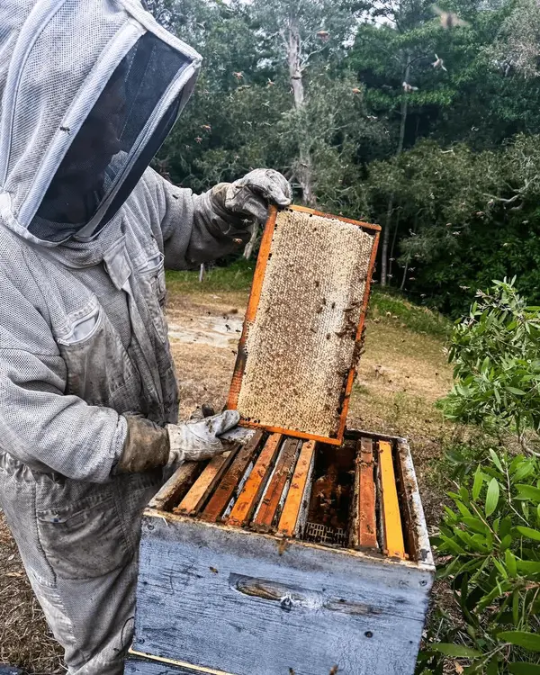 Cadre de ruche sorti lors d'une inspection à Ouégoa