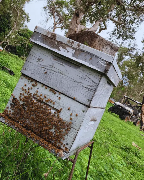 Ruche en bois dans le rucher de Ouégoa